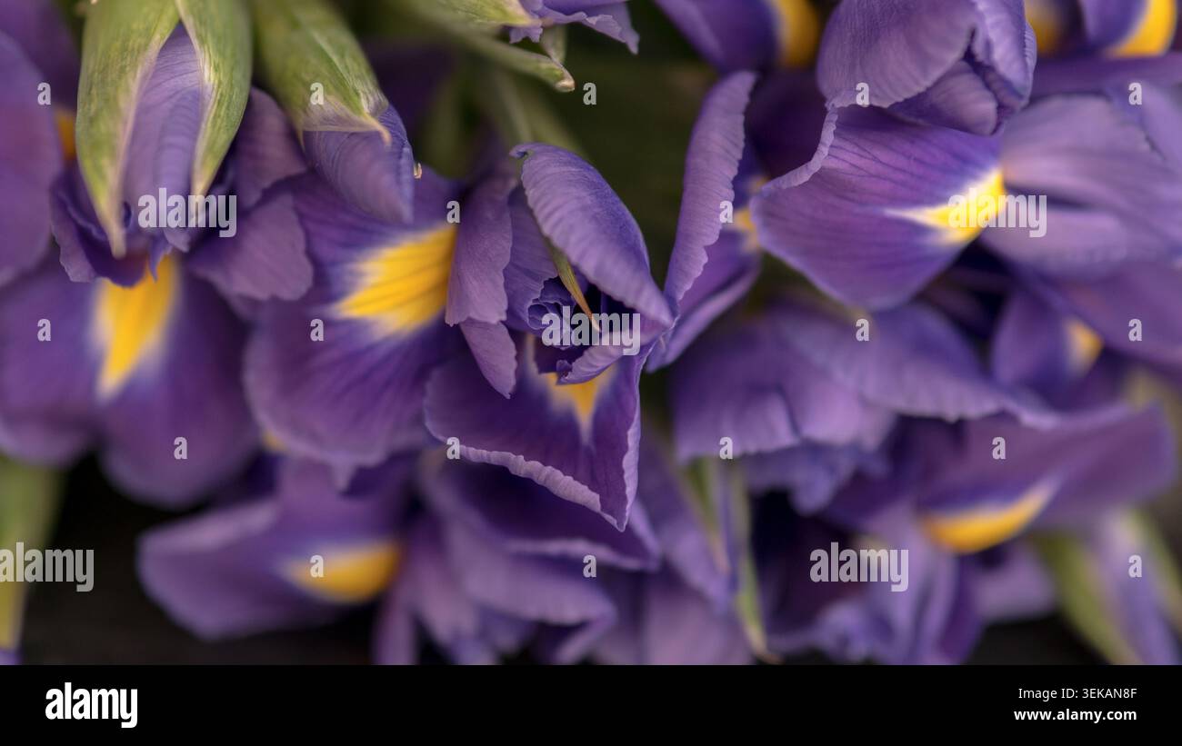 Iris olandese (Iris x hollandica) bouquet primo piano - Fotografia macro con fiori viola e giallo Foto Stock