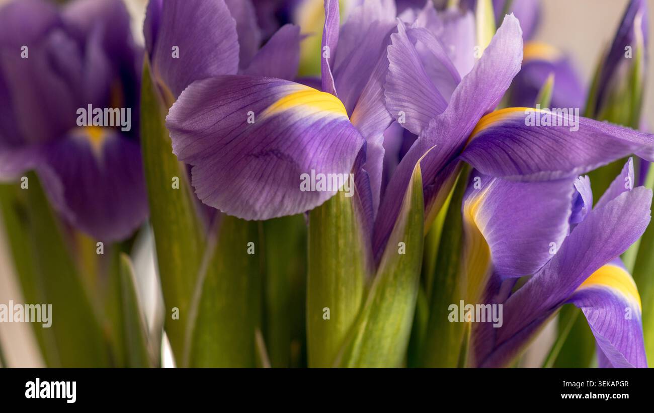 Iris olandese (Iris x hollandica) bouquet primo piano - Fotografia macro con fiori viola e giallo Foto Stock
