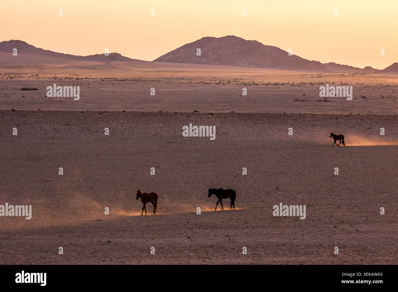 Sagome spettrali dei selvaggi cavalli del deserto della Namibia meridionale, tra la polvere dorata alla luce del sole nascente. Foto Stock