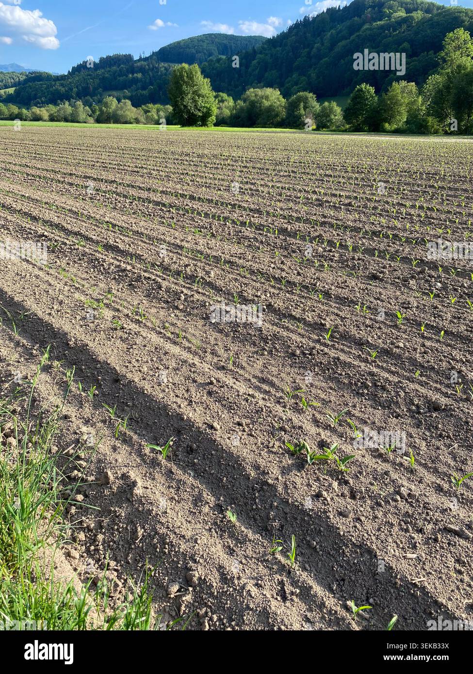 Campi coltivati coltivati con foglie di granturco giovani. Foto Stock