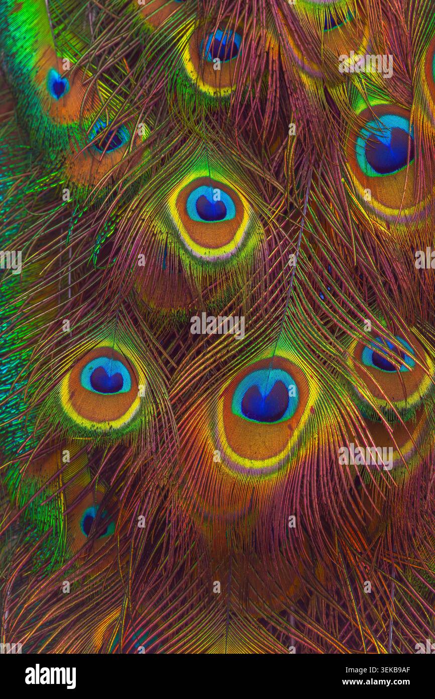 Colori di piume pavone , foto ravvicinata Foto Stock