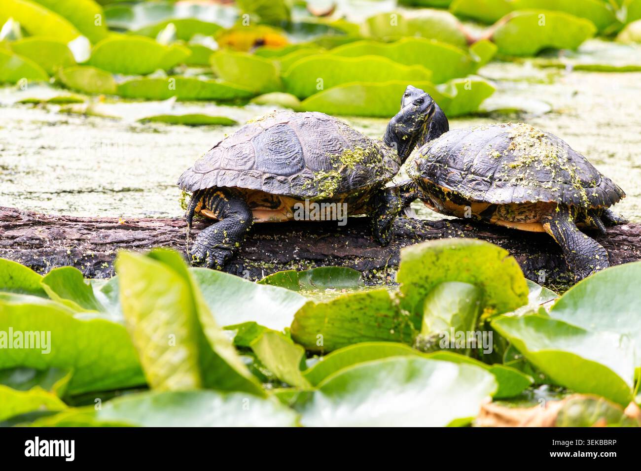 Le tartarughe di scorrimento dello stagno su un tronco in uno stagno con alghe anatre e ninfee Foto Stock