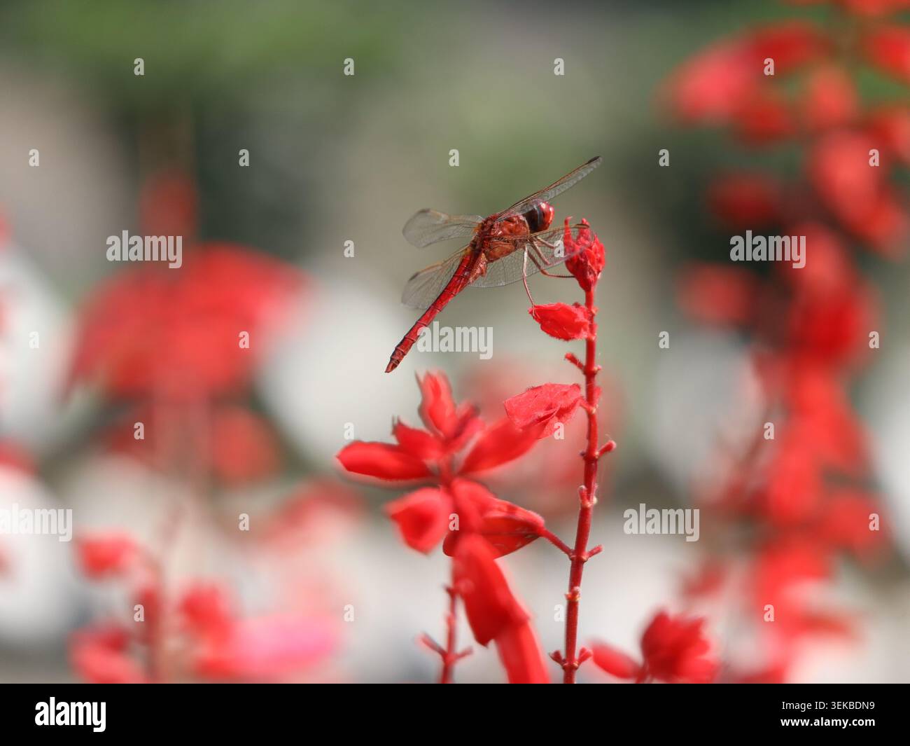 Libellula rossa arroccata su un vivace fiore rosso con morbido sfondo bokeh in un giardino naturale. Foto Stock