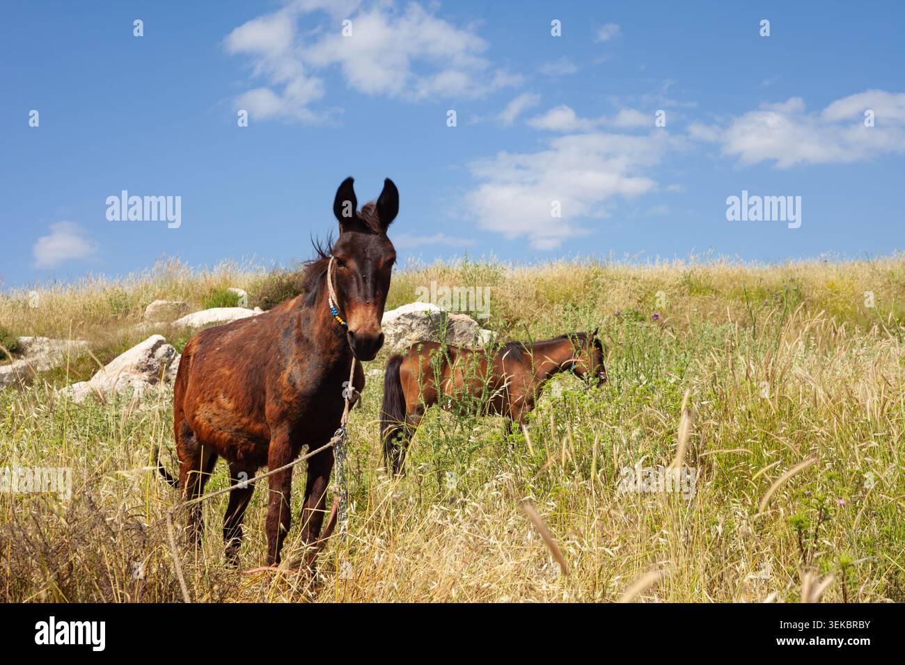 Due muli marroni si trovano in un campo rurale di erba secca e ingiallita intervallata da grandi rocce bianche. Foto Stock