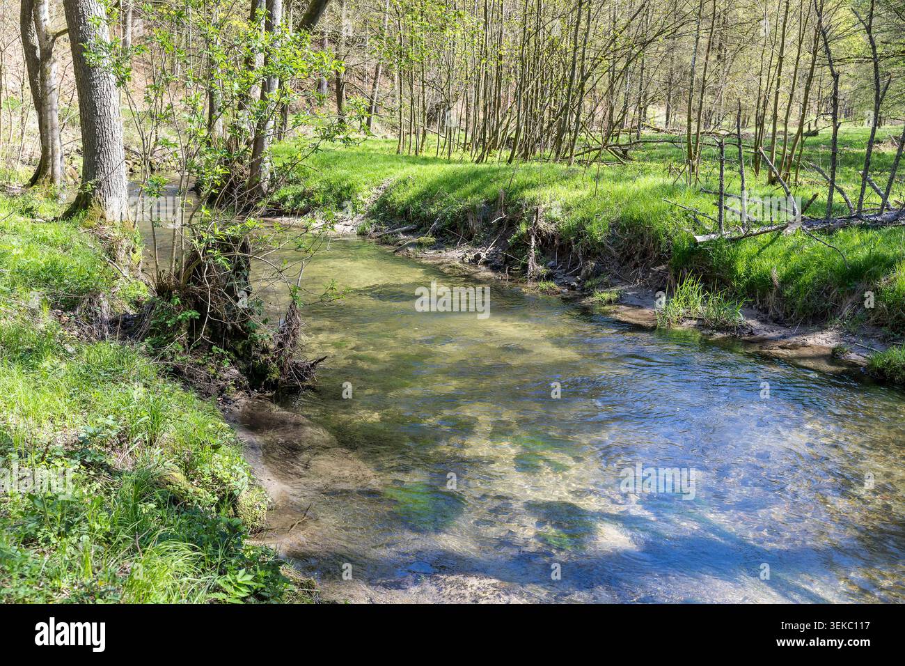 Fluss Kirnitzsch bei Bad Schandau, Sächsische Schweiz, Sachsen, Deutschland *** fiume Kirnitzsch vicino a Bad Schandau, Svizzera sassone, Sassonia, Germania Foto Stock