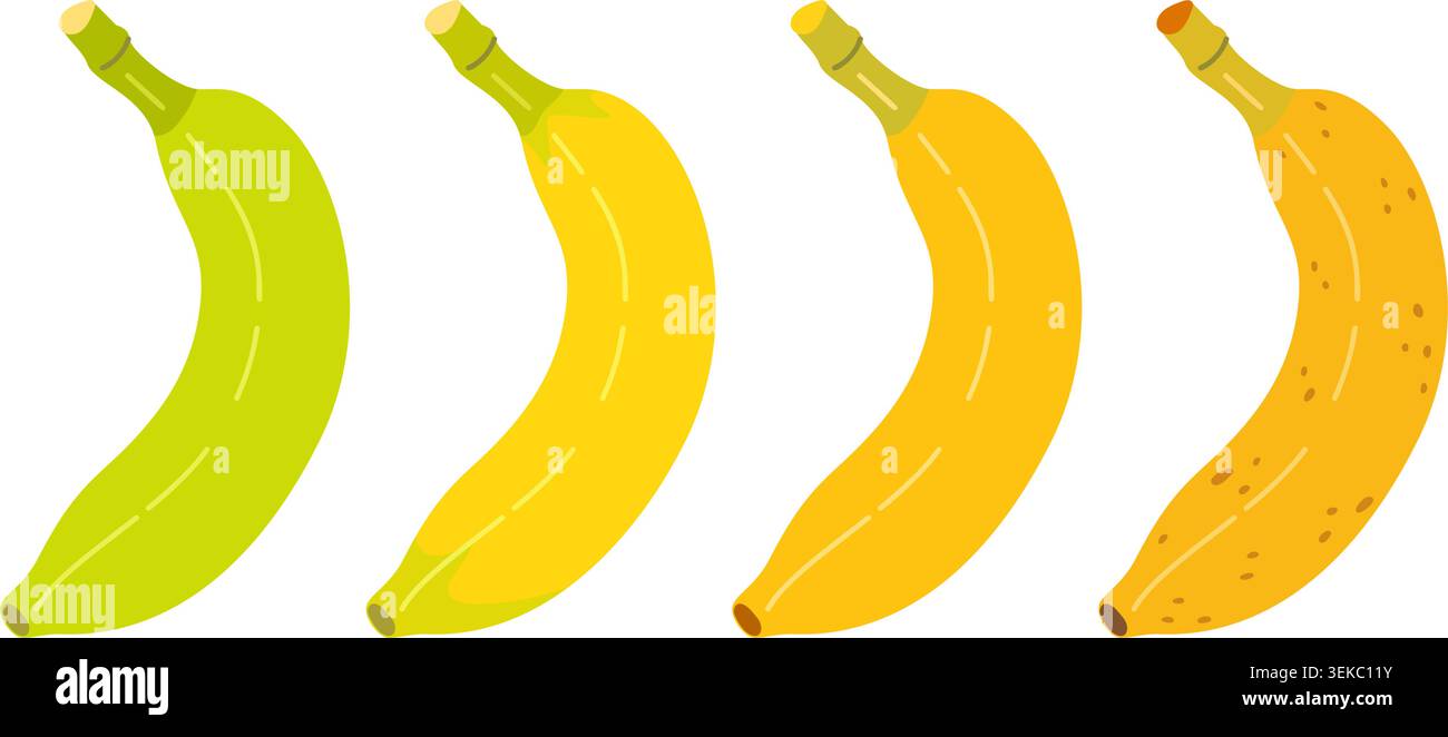 Fasi di maturazione delle banane impostate con quattro banane che mostrano verde acerba, giallo trasformante, perfettamente mature e troppo mature con macchie marroni. Illustrazione in stile piatto per il confezionamento di alimenti e il design di uno stile di vita sano Illustrazione Vettoriale