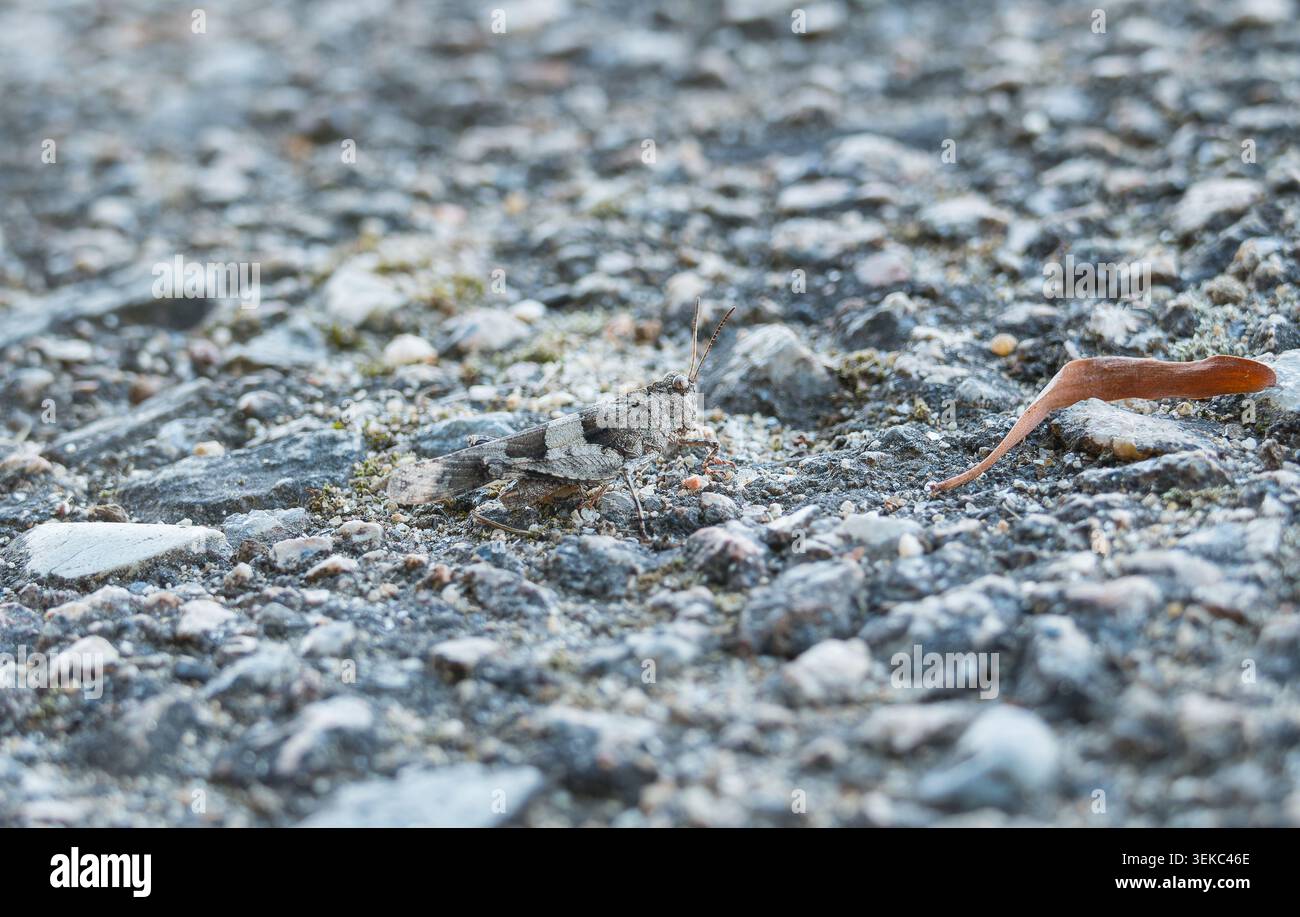 Una vista laterale di una cavalletta alata blu perfettamente mimetizzata su uno sfondo di asfalto grigio, roccioso e testurizzato Foto Stock