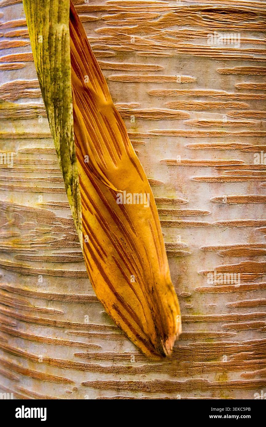 Astratto naturale formato dalla corteccia di betulla pelata, che mostra una ricca consistenza, dettagli e carattere boschivo. Foto Stock