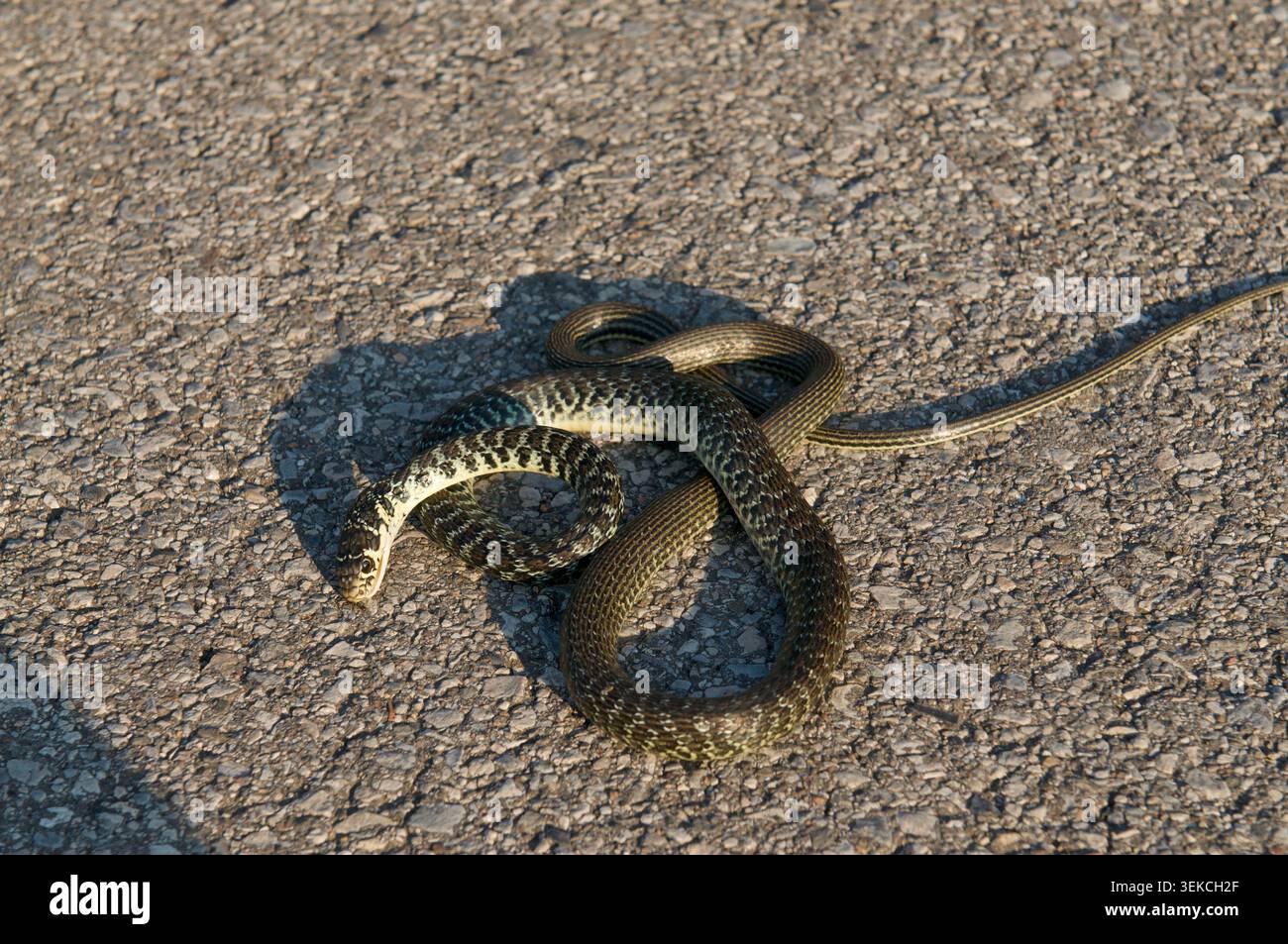 Vista ravvicinata dall'alto di una vittima morta di Natrix tessellata di un serpente ucciso su una superficie stradale asfaltata. Evidenziando le collisioni tra veicoli selvatici Foto Stock