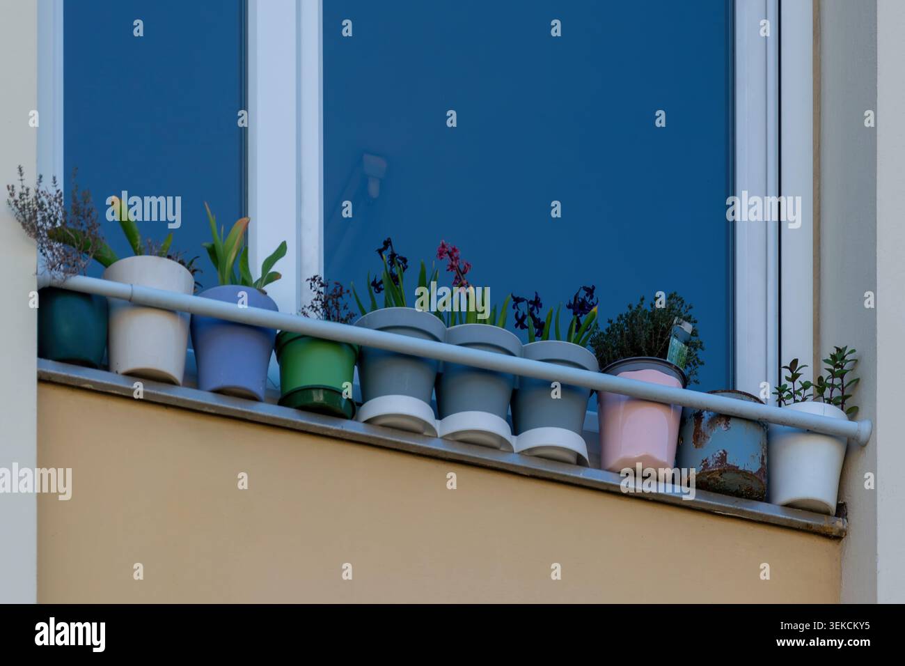 Fila di vasi di fiori pastello e bianchi con piante in fiore su una finestra balcone dell'appartamento, che illustra il giardinaggio urbano e la decorazione domestica. Foto Stock