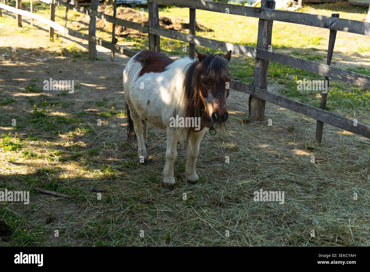Serbia Valjevo 28.05.2026 Pony bianco marrone in piedi all'interno del Paddock rurale Foto Stock
