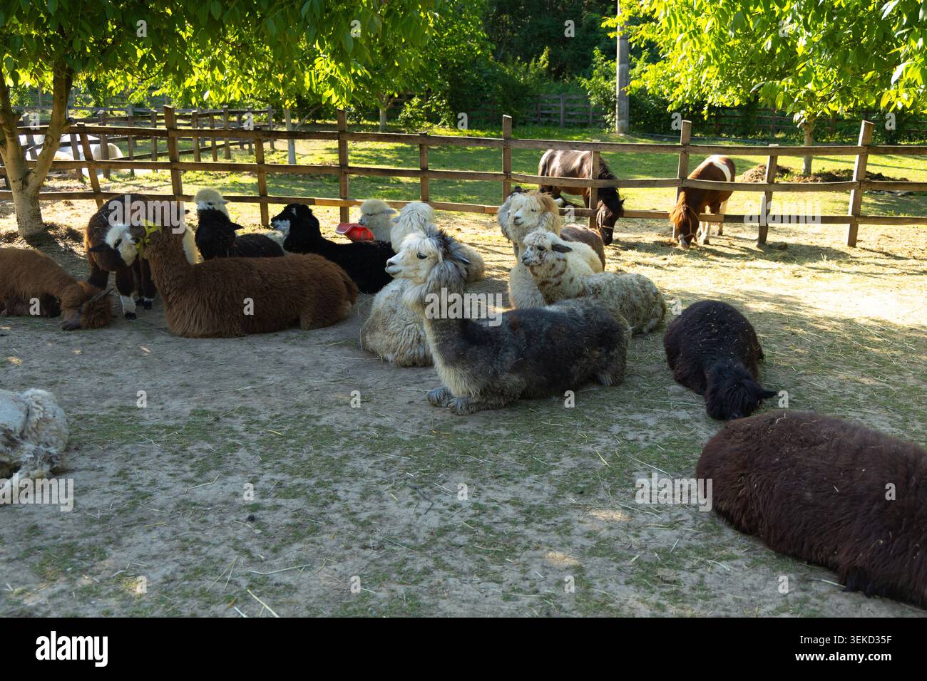 Serbia Valjevo 28.05.2026 che riposa la mandria di Alpaca sotto gli alberi verdi della fattoria Foto Stock