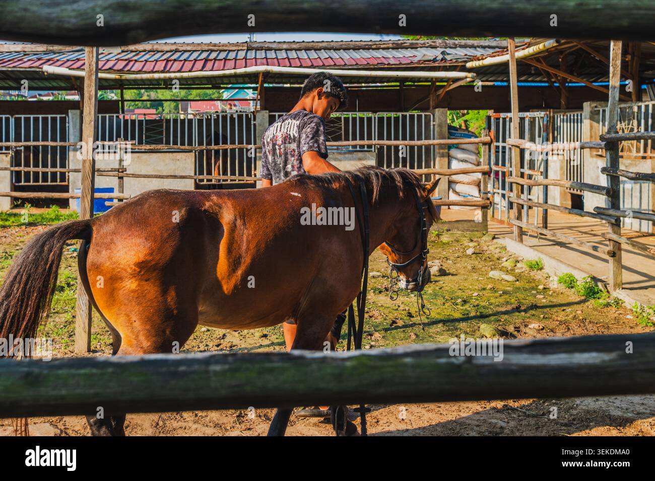 Balikpapan, Indonesia - 25 aprile 2026. Un giovane uomo o uno sposo conduce un pony marrone attraverso un rustico paddock all'aperto. La scena mostra la routine quotidiana di Foto Stock