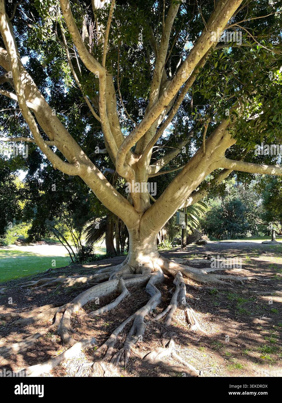 Moreton Bay Fico albero radici gnarled e White Trunk Australian Park Foto Stock