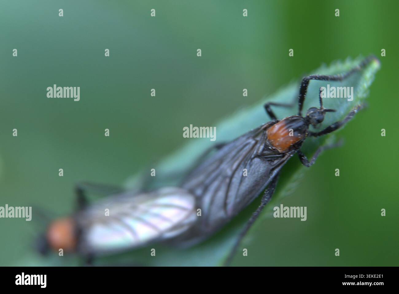 Insetto alato che poggia sulla vegetazione verde Foto Stock