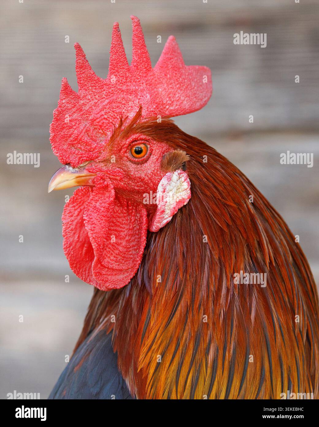 Colorato viso di gallo livornese marrone chiaro con pettine rosso brillante e wattles, primo piano Foto Stock