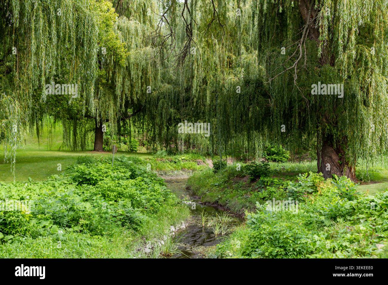 grande salice piangente in un parco con erba verde in una giornata di sole con un piccolo ruscello Foto Stock