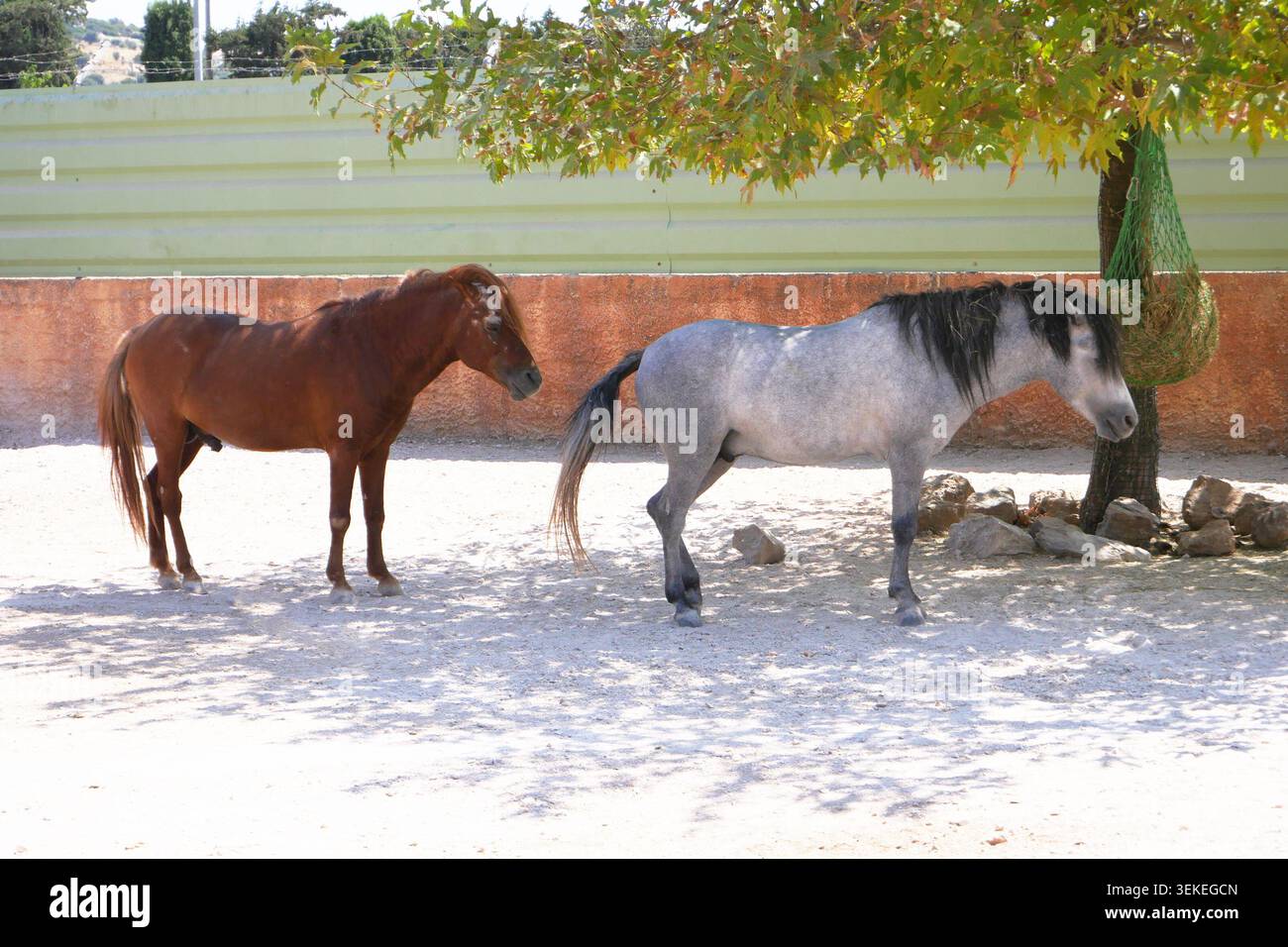 Due cavalli Skyrian riposano all'ombra. Foto Stock