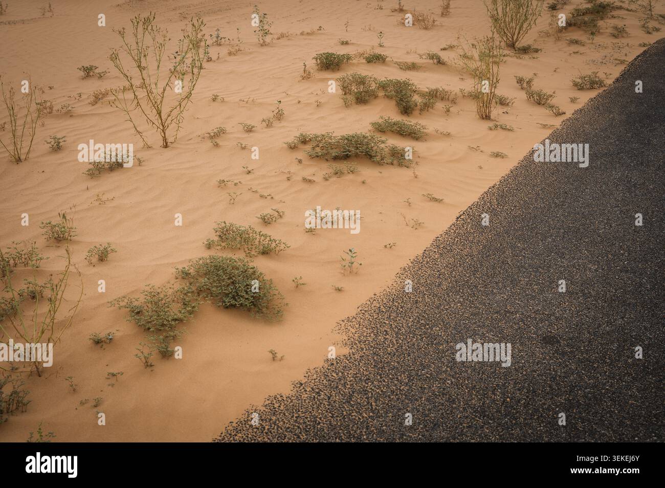 La California Highway 78, la Ben Hulse Highway, si snoda attraverso le Imperial Sand Dunes, o Algodones Dunes, nel sud-est della California. STATI UNITI. Foto Stock