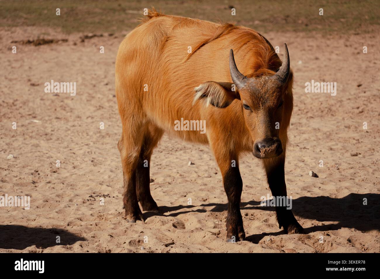 Bufalo della foresta africana in piedi su terreno asciutto con pelliccia marrone e corna corte Foto Stock