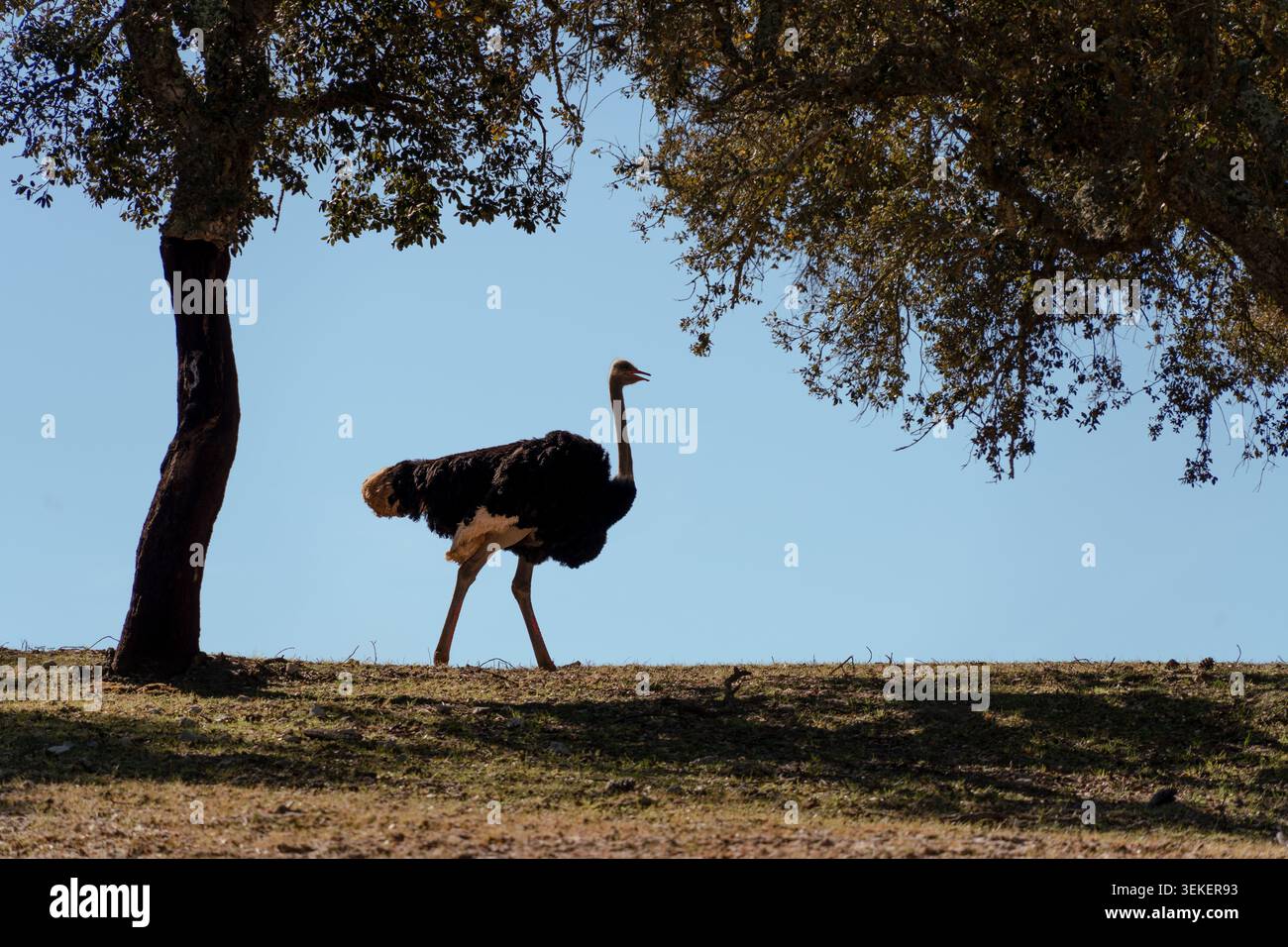 Struzzo che cammina da sinistra a destra sotto l'ombra parziale di due alberi con un cielo azzurro Foto Stock