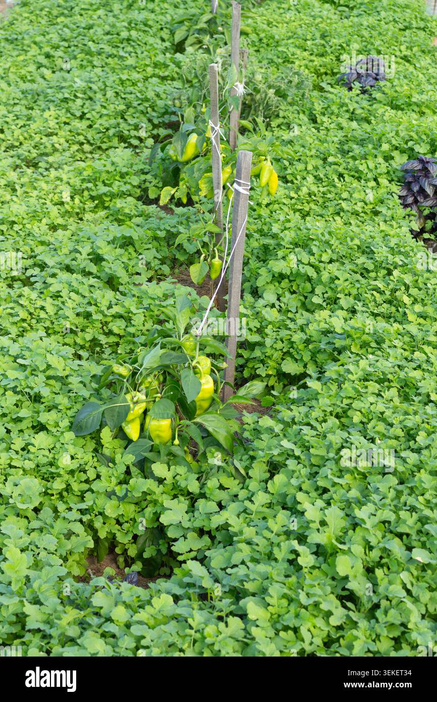 Microgreen con senape verde fresca, che cresce densamente in un letto con peperoni e basilico. Una coltura di copertura organica per la salute del suolo Foto Stock