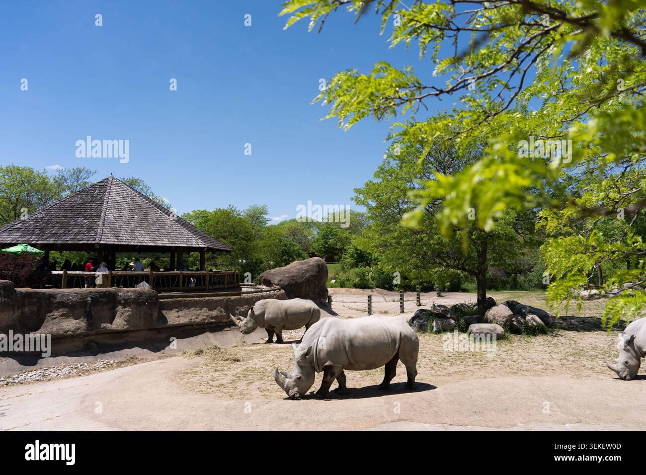 Toronto, Canada - 31 maggio 2026: Rinoceronti bianchi che pascolano nel recinto dello zoo con l'osservazione dei visitatori Foto Stock