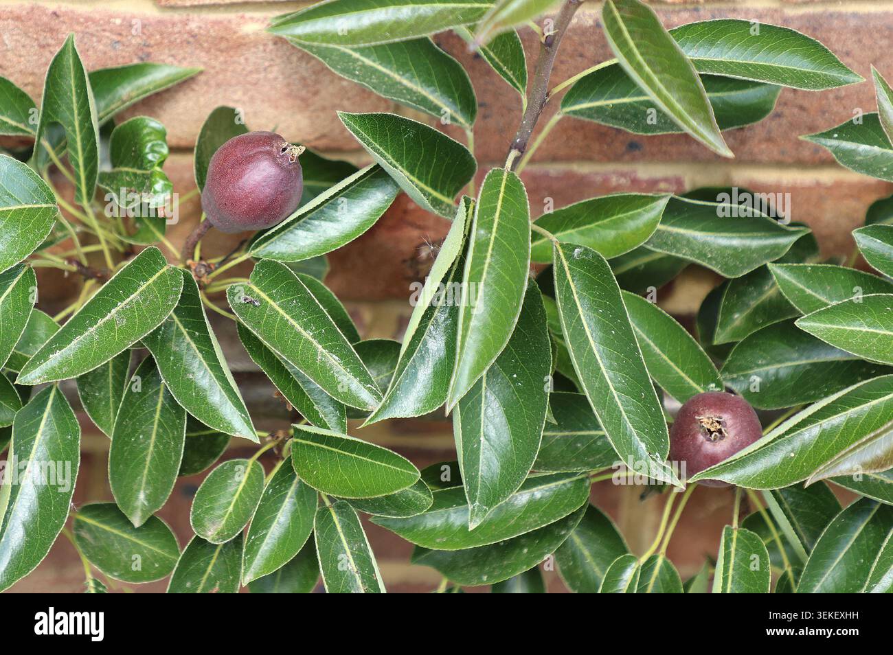 Primo piano dei frutti e delle foglie verdi dell'albero da frutto pyrus communis sensazione rossa bartlett pere dalla pelle rossa Foto Stock