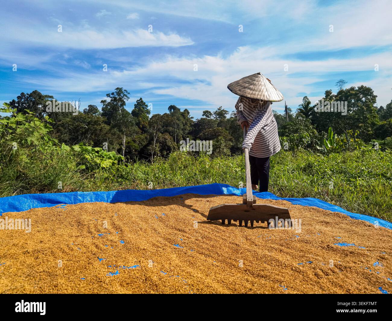 L'essiccazione da parte degli agricoltori ha raccolto i cereali di riso sotto il sole estivo nella campagna di Kalimantan, Indonesia - Immagine stock catturata con smartphone