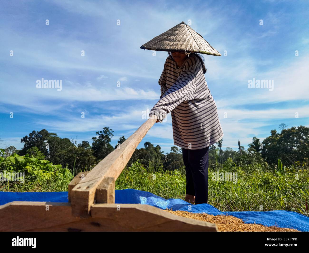 L'essiccazione da parte degli agricoltori ha raccolto i cereali di riso sotto il sole estivo nella campagna di Kalimantan, Indonesia - Immagine stock catturata con smartphone