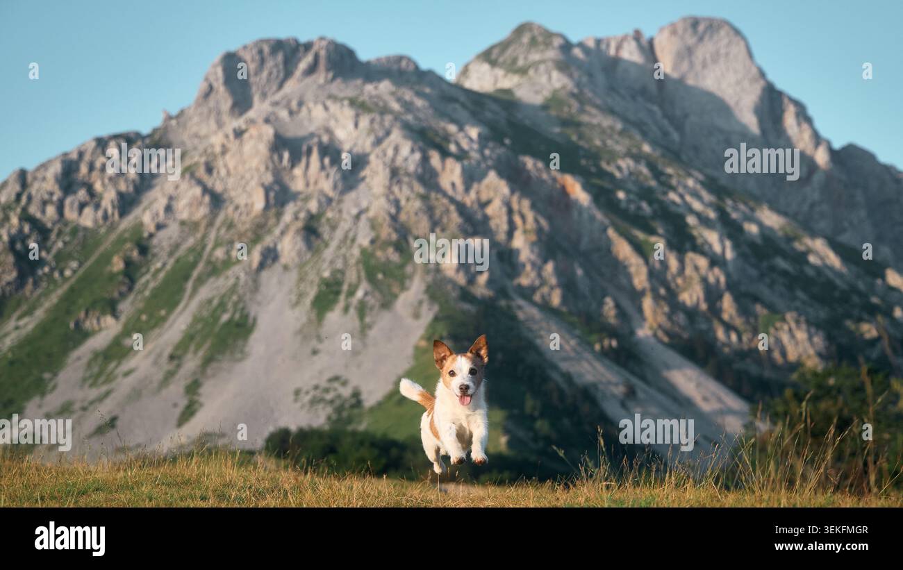 Il cane fa una pausa a metà di un passo in un terreno erboso aperto. Dietro di essa si innalza la solida forma di una cresta di montagna grigia. Foto Stock