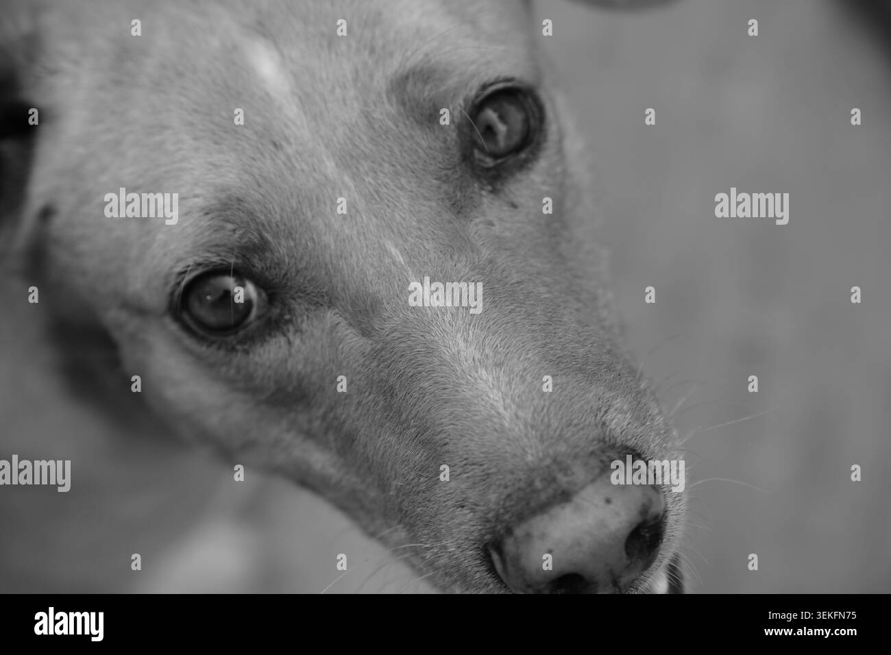 Primo piano in bianco e nero di un attento cane randagio con gli occhi espressivi Foto Stock
