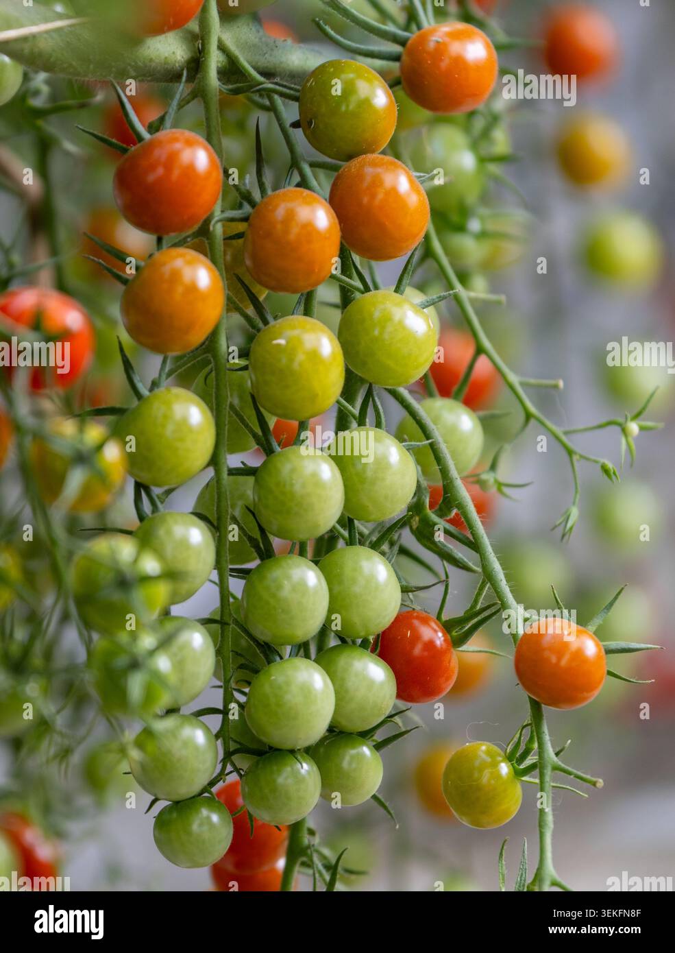 Grappolo di pomodoro ciliegino maturo che cresce sulla vite all'interno della serra in Islanda Foto Stock