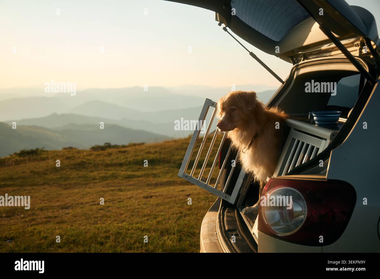 Un Nova Scotia Retriever si inclina leggermente fuori dal bagagliaio di un'auto mentre il sole tramonta. La calda atmosfera esalta la tranquilla atmosfera di fine giornata. Foto Stock