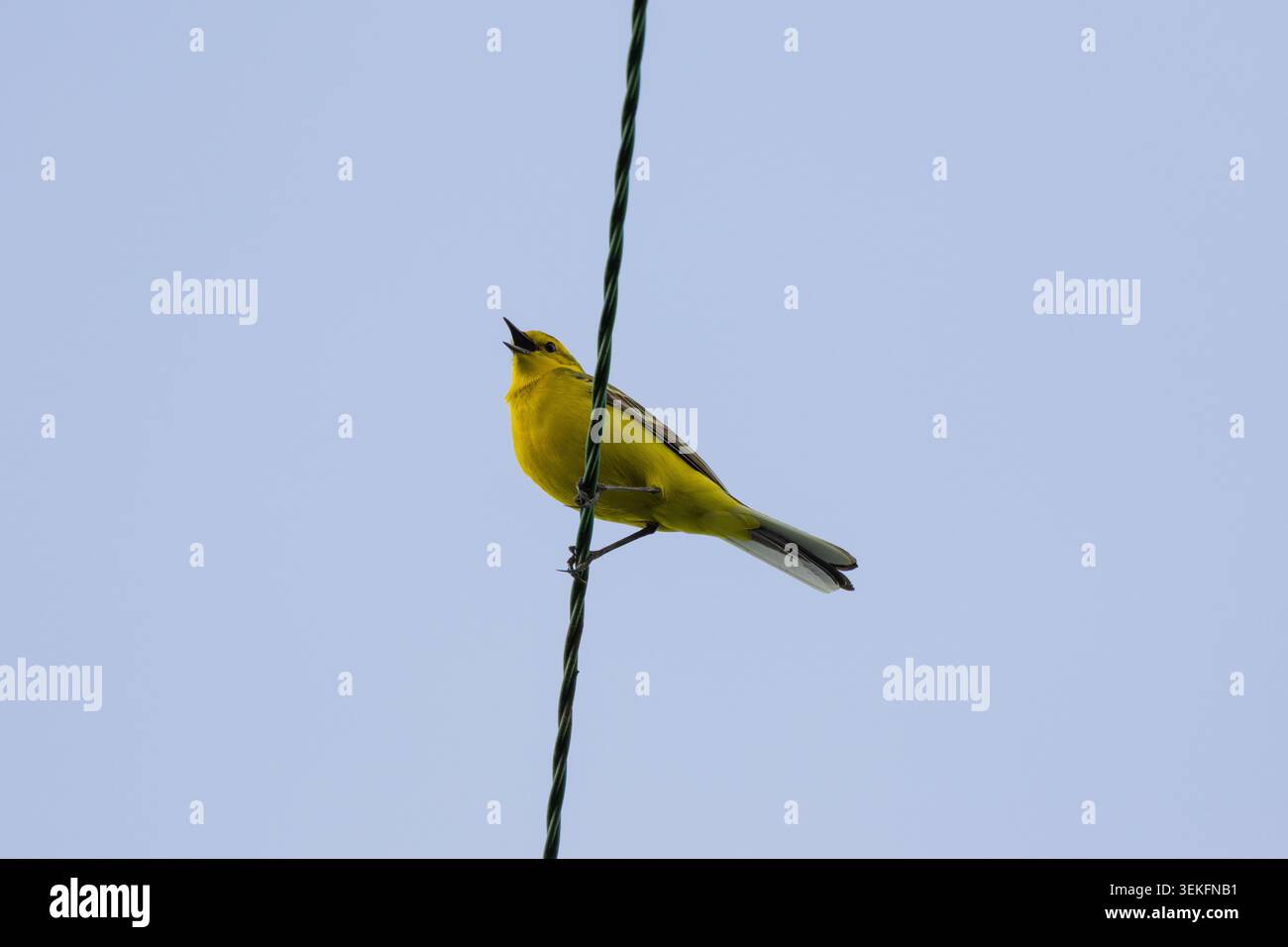 Wagtail giallo arroccato su un cavo sospeso con cielo blu sullo sfondo. Foto Stock