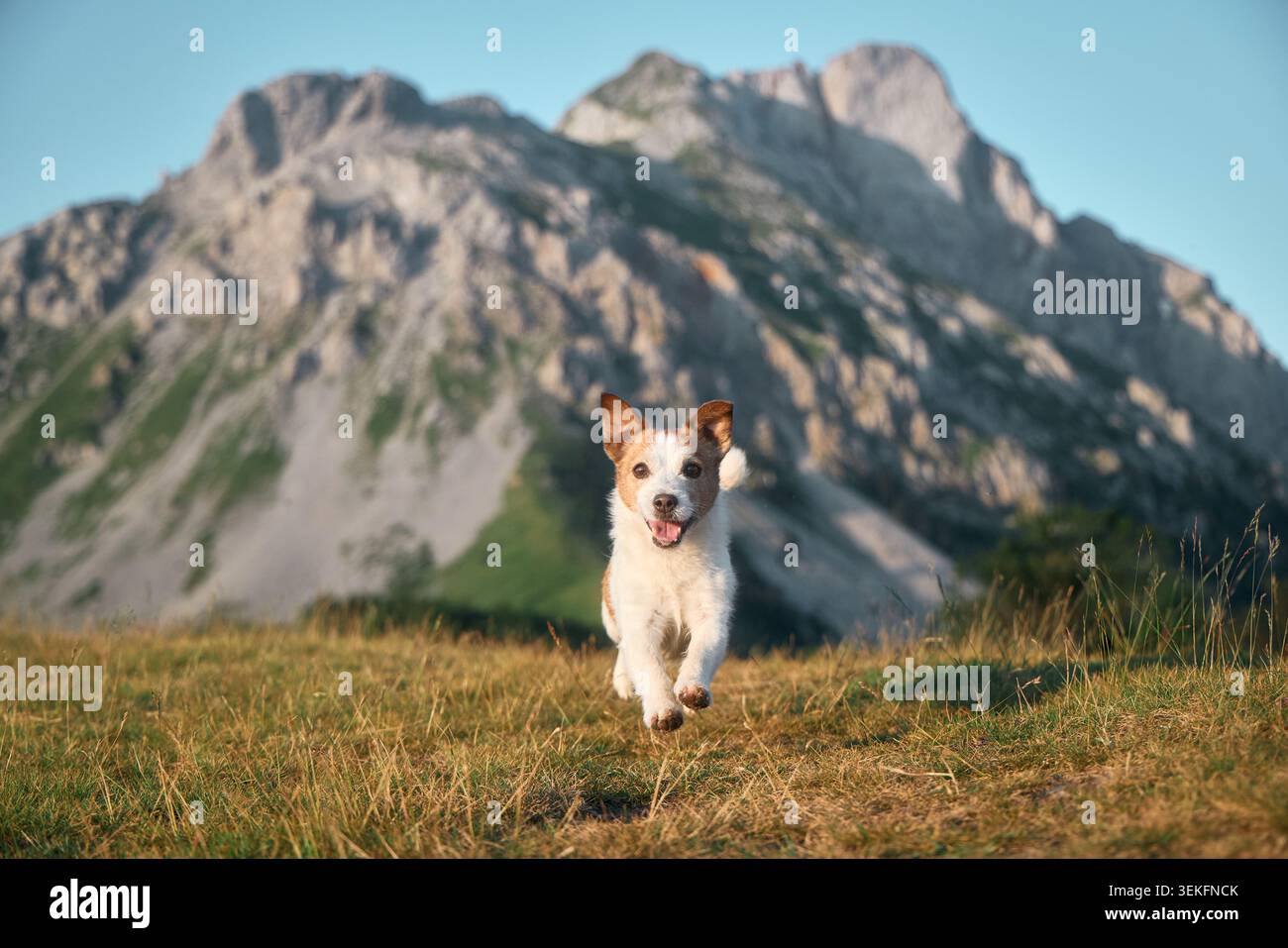 Il cane è rivolto in avanti, fermo su una collina secca e erbosa. Le scogliere grigie dominano la vista dietro questo tranquillo momento montano. Foto Stock