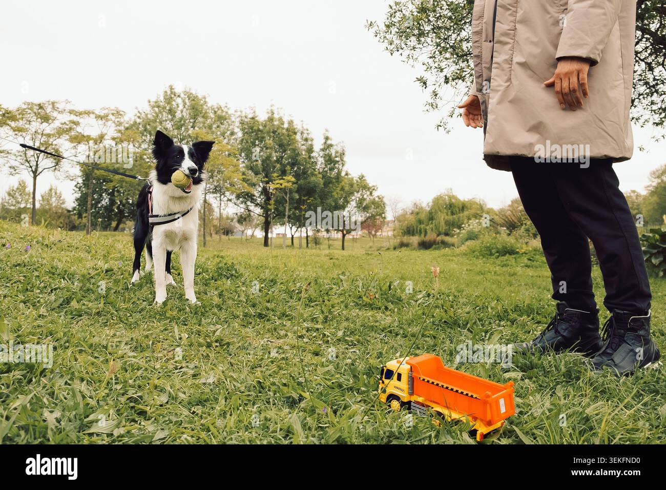 Il cane gioca con la palla nel parco, mentre il proprietario guarda nelle vicinanze con un camion giocattolo sull'erba. il cane sta in erba tenendo la palla in bocca. il proprietario si trova nelle vicinanze, guarda Foto Stock
