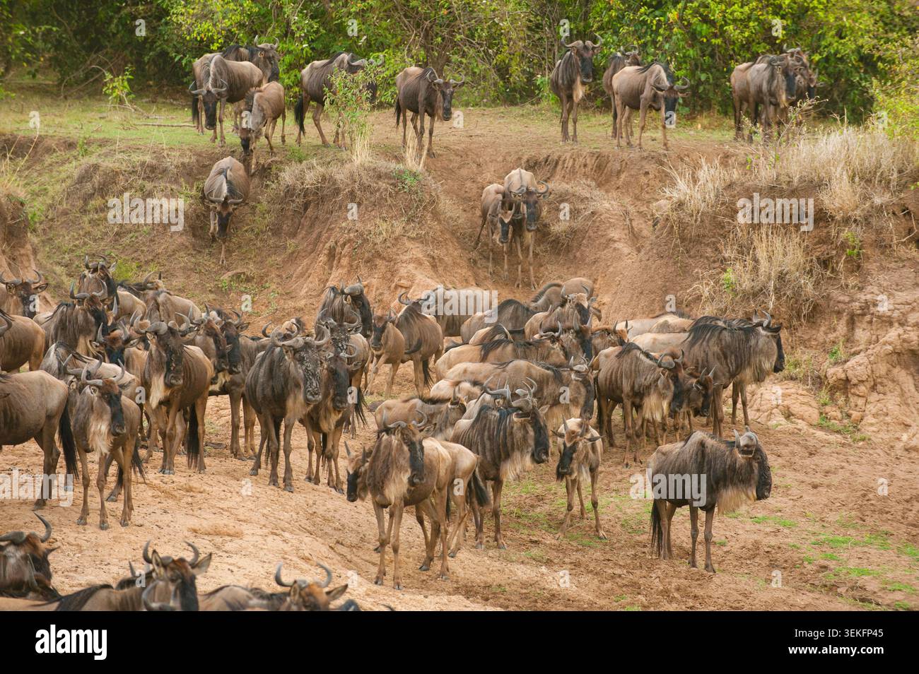 gnu blu, gnu brindled, gnu dalla barba bianca (Connochaetes taurinus), gnu migranti che si avvicinano al fiume Mara, Kenya, Contea di Narok Foto Stock