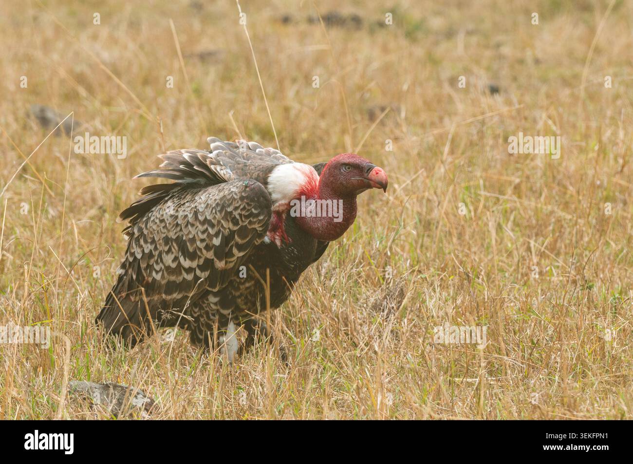 Rueppell Griffon, Rueppells Griffon avvoltoio (Gyps rueppelli), coperto di sangue, Kenya, Narok County, Masai Mara National Park Foto Stock
