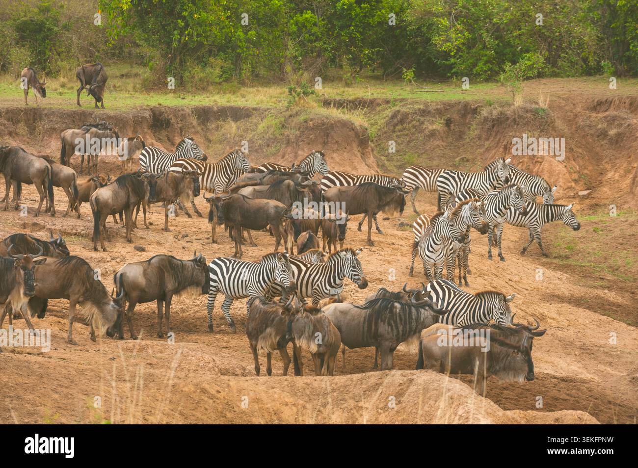 gnu blu, gnu brindled, gnu dalla barba bianca (Connochaetes taurinus), gnu migranti e zebre che si avvicinano al fiume Mara, Kenya, N Foto Stock
