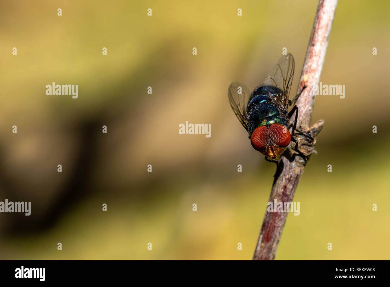 La bottiglia verde vola su un ramoscello che mostra il suo corpo verde blu iridescente, la consistenza pelosa e gli occhi rossi composti prominenti, appoggiati su una morbida schiena gialla Foto Stock