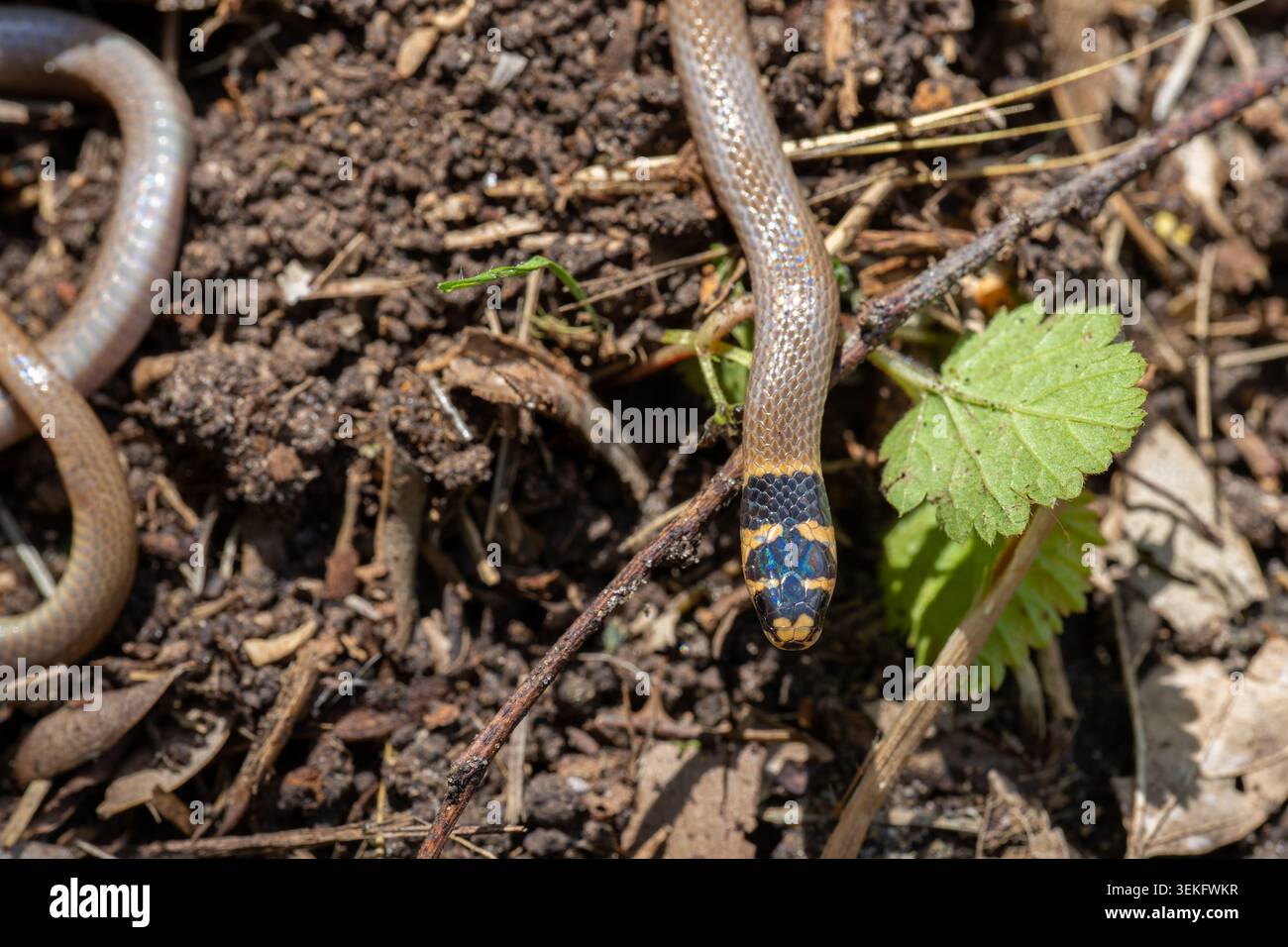 Il serpente Roth's Dwarf Racer (Eirenis rothii) con le sue distintive scaglie nere e gialle della testa, scivolando sul terreno marrone e sulle foglie essiccate, mostrando i Foto Stock