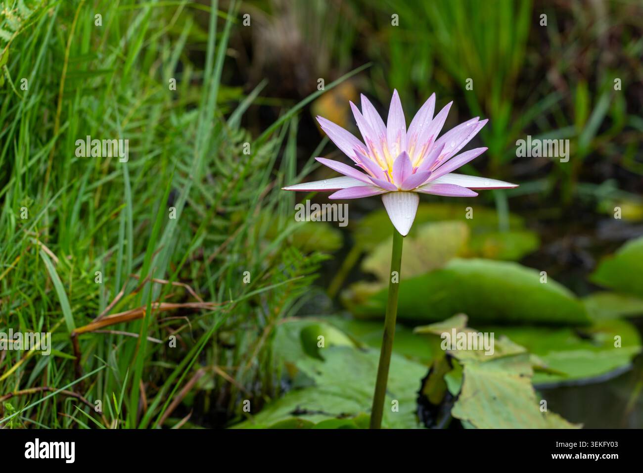 La ninfea apre i suoi petali viola e giallo, che si innalzano sopra i tappetini e le piante acquatiche verdi in un tranquillo laghetto naturale, simboleggiando la purezza e la crescita Foto Stock