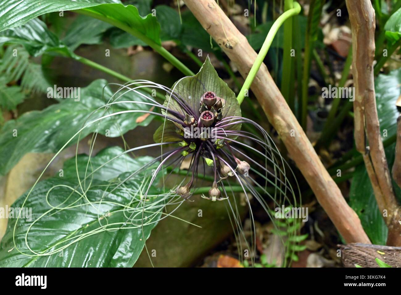 Una tacca chantrieri nera e viola fiorisce come un pipistrello nel giardino Foto Stock
