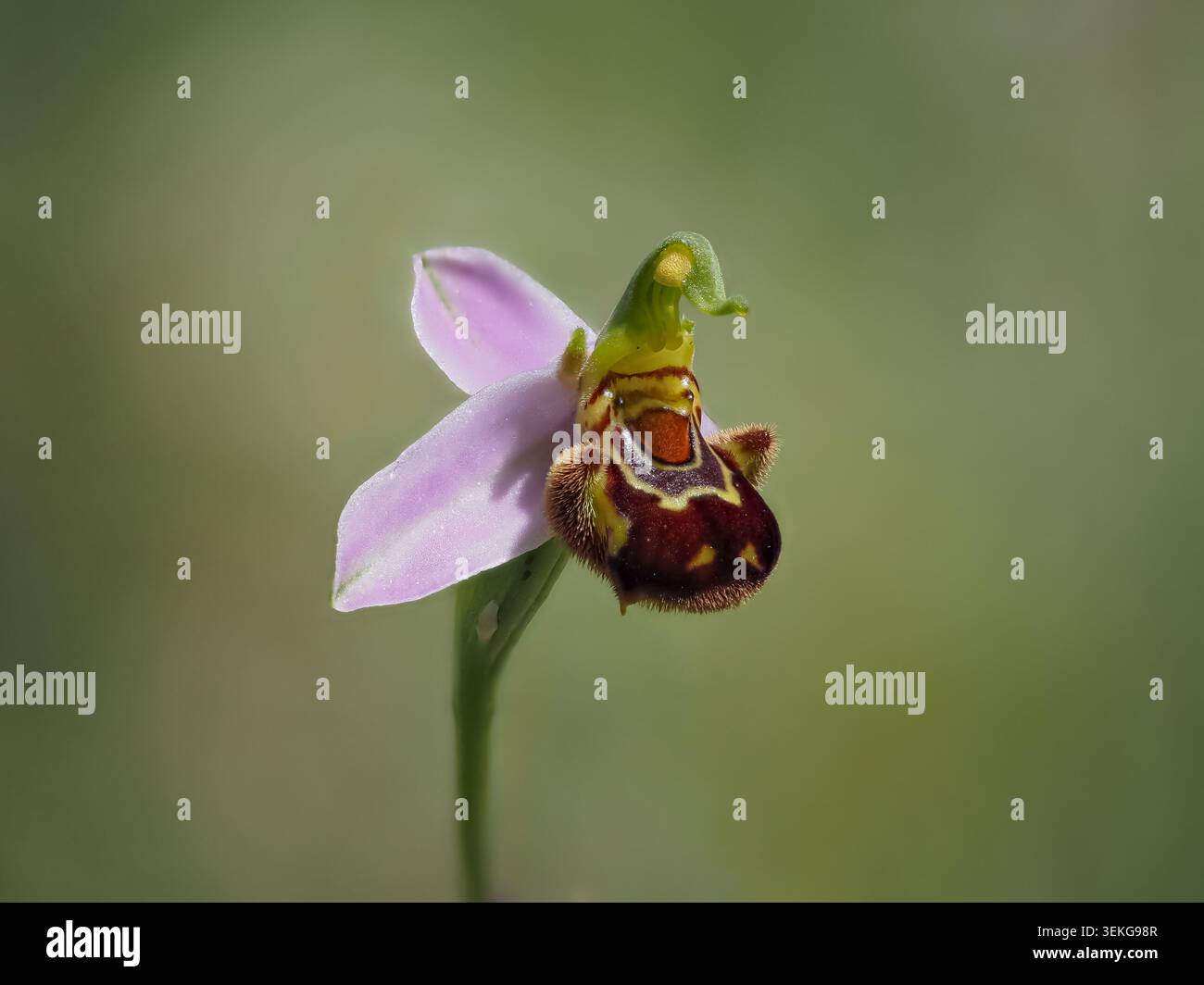 Primo piano di un'orchidea (Ophrys apifera) che fiorisce nelle campagne dell'Italia centrale durante la primavera di maggio. Foto Stock