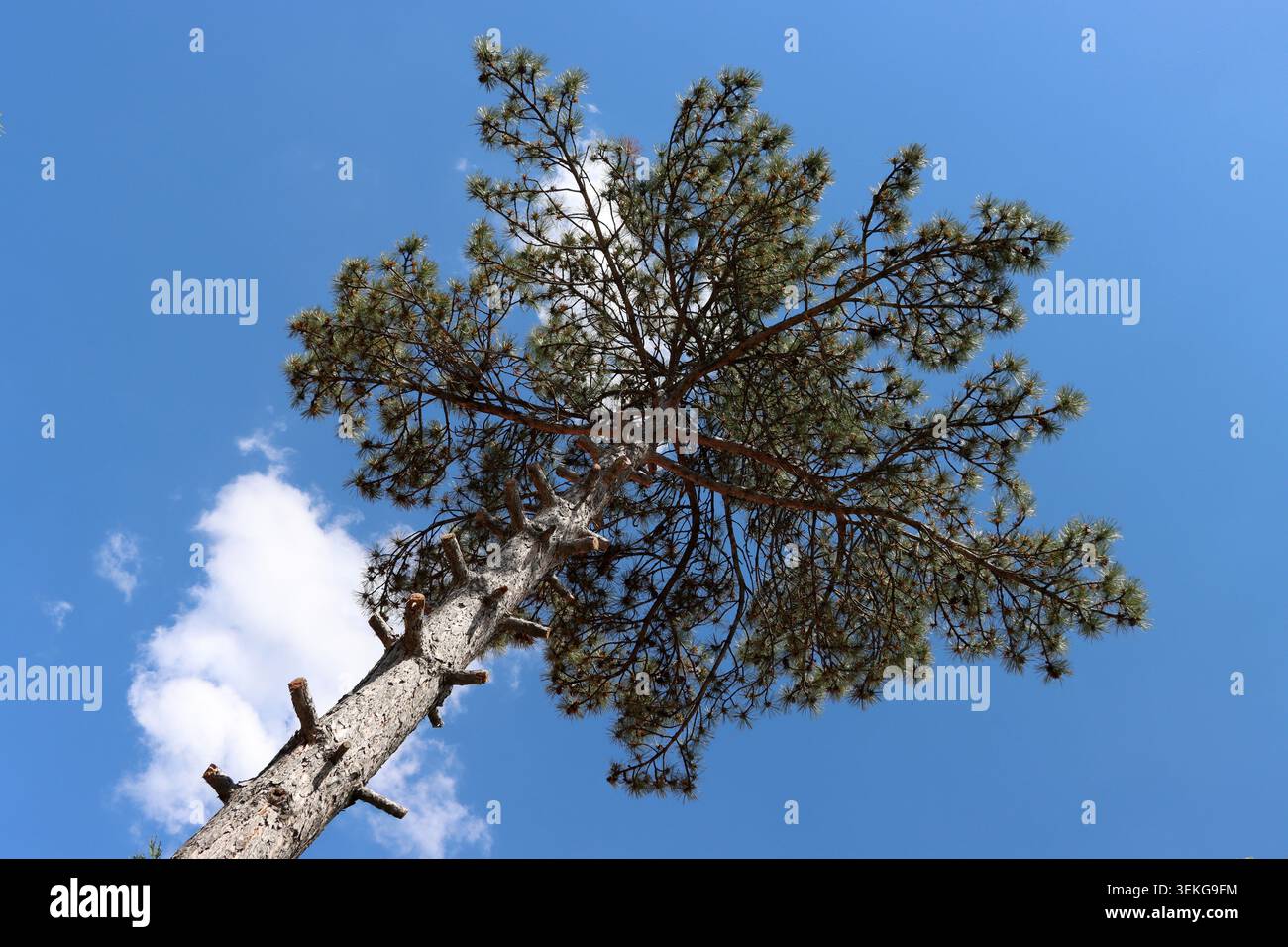 Un pino con i suoi rami inferiori potati. L'albero, che si estende verso il cielo blu, visto da terra. Foto Stock