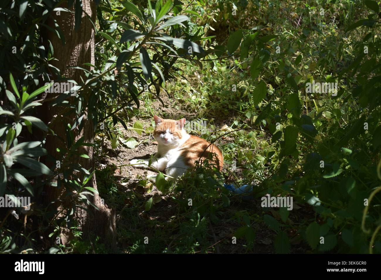 Un gatto randagio bianco e arancione che giace a terra all'ombra di cespugli verdi e piante crogiolandosi in una macchia di luce solare Foto Stock