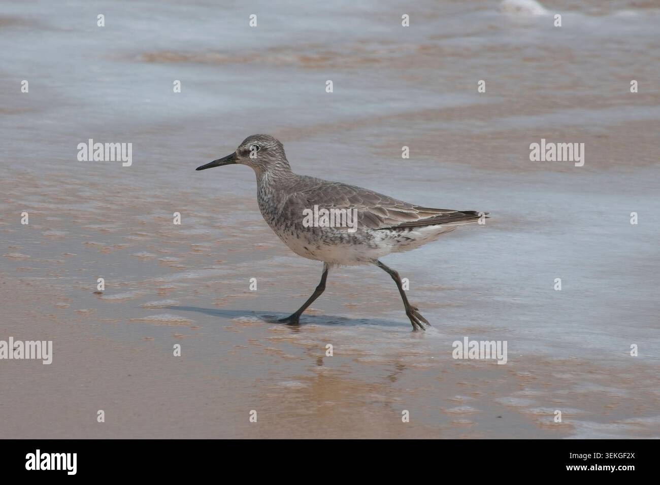 Red Knot a Norfolk, estate 2025, in cerca di cibo in spiaggia. Foto Stock