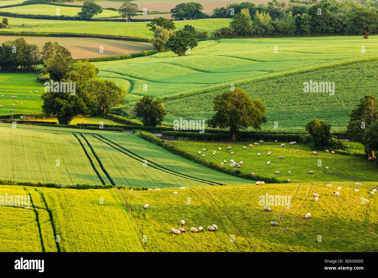 Serata di primavera a Lyth Hill, Shropshire, Inghilterra. Foto Stock