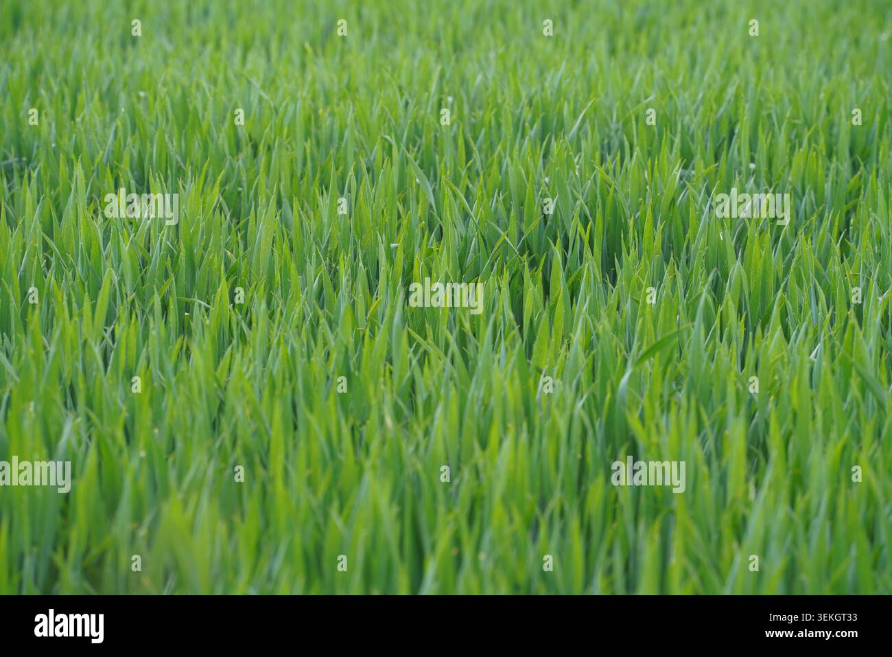 Le piante di riso verde alte crescono densamente in un campo sotto la luce del sole. Il campo mostra colture sane pronte per il raccolto in un ambiente rurale durante il da Foto Stock